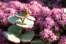 Sedum sieboldii