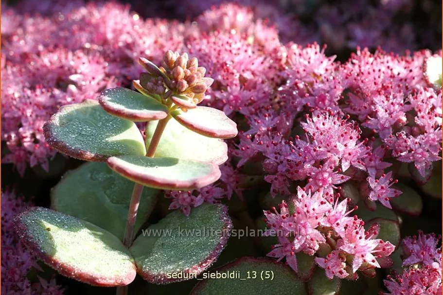 Sedum sieboldii