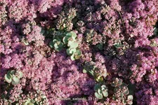 Sedum sieboldii