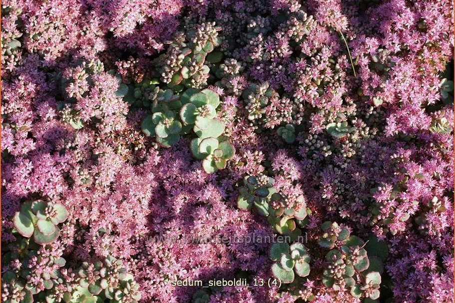 Sedum sieboldii