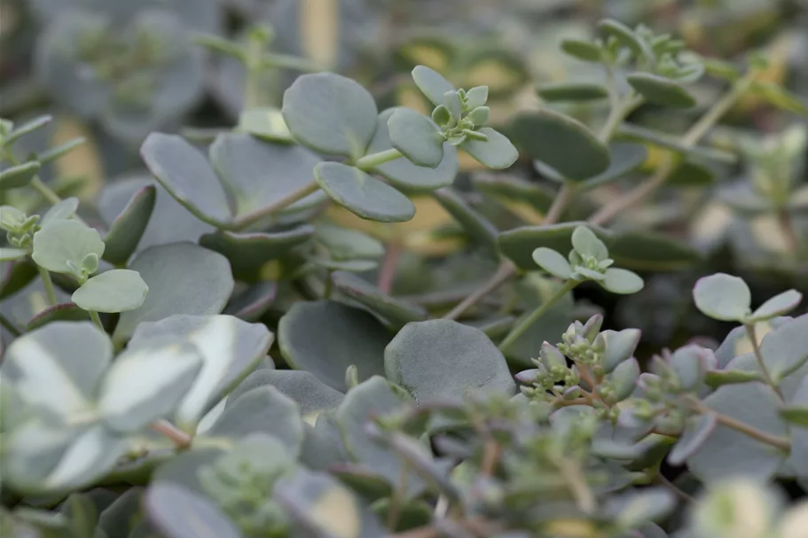 Sedum sieboldii