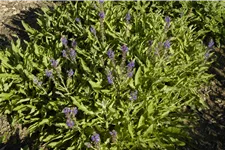 Salvia nemorosa 'Rügen'