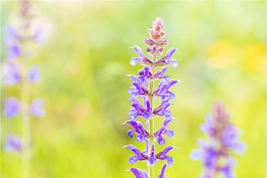 Salvia nemorosa 'Rügen'