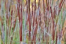 Schizachyrium scoparium 'Ha Ha Tonka'