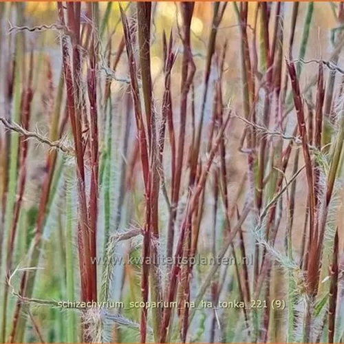 Schizachyrium scoparium 'Ha Ha Tonka'