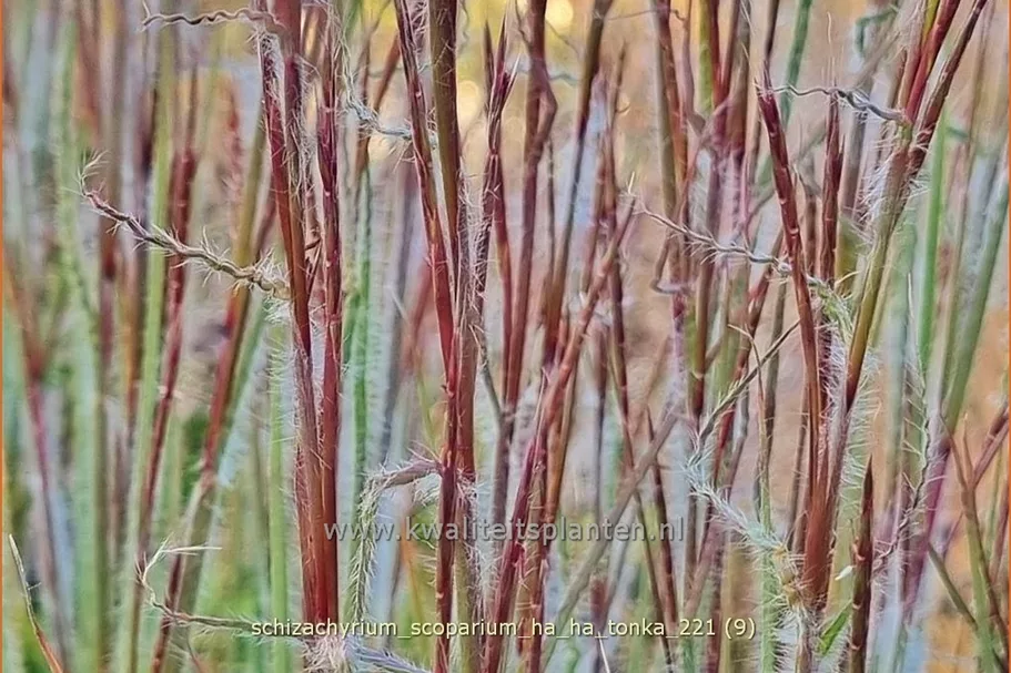 Schizachyrium scoparium 'Ha Ha Tonka'