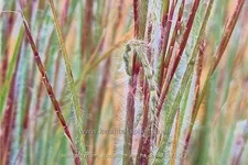 Schizachyrium scoparium 'Ha Ha Tonka'