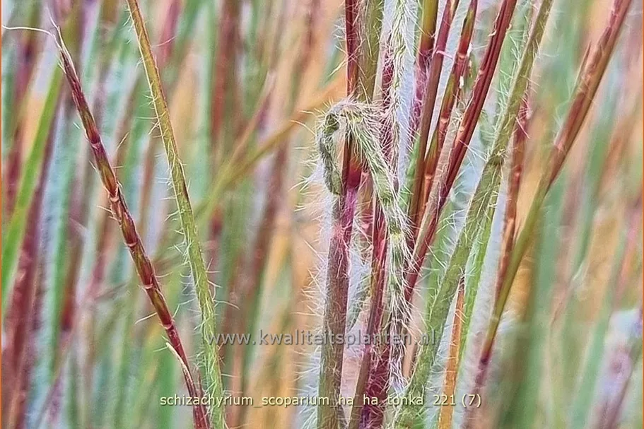 Schizachyrium scoparium 'Ha Ha Tonka'