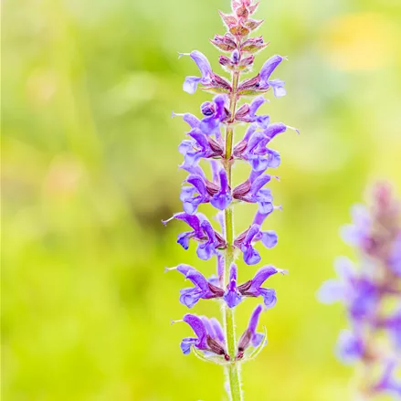 Salvia nemorosa 'Rügen'
