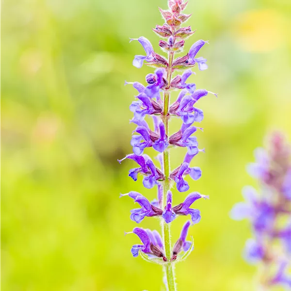 Salvia nemorosa 'Rügen'