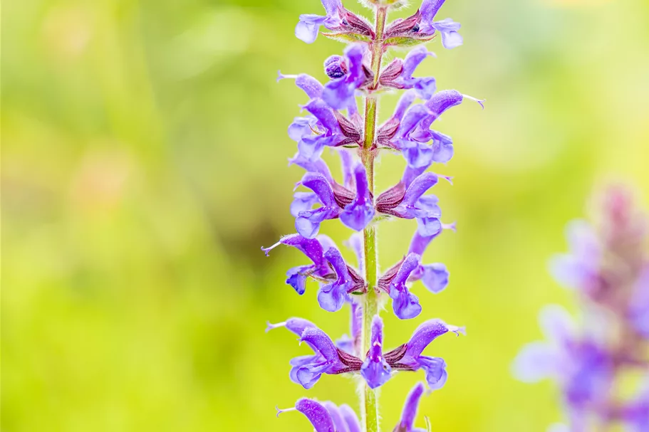Salvia nemorosa 'Rügen'