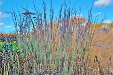 Schizachyrium scoparium 'Ha Ha Tonka'