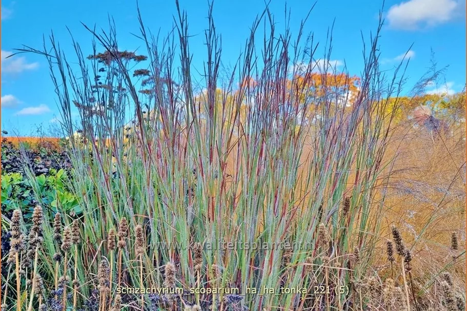 Schizachyrium scoparium 'Ha Ha Tonka'