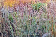 Schizachyrium scoparium 'Ha Ha Tonka'