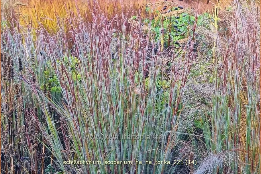 Schizachyrium scoparium 'Ha Ha Tonka'