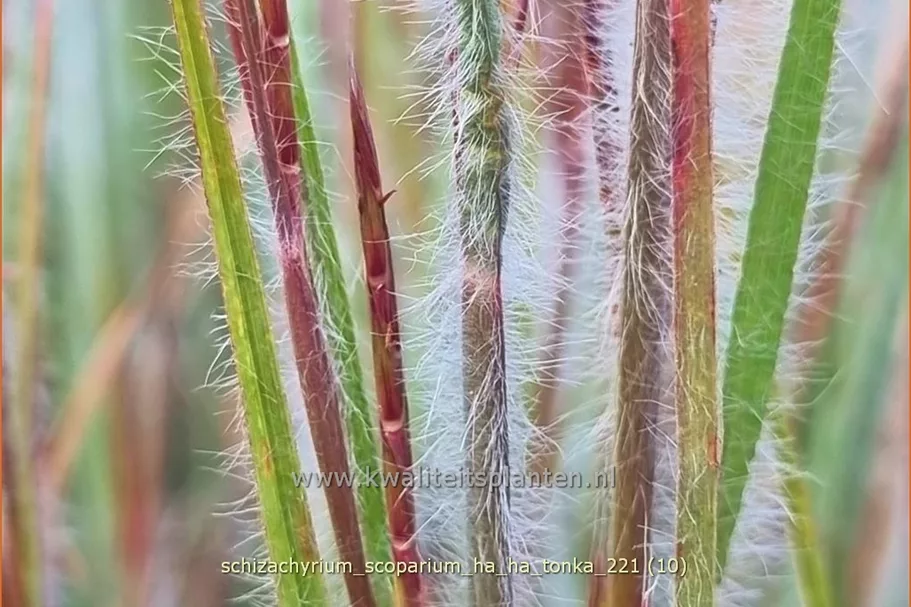 Schizachyrium scoparium 'Ha Ha Tonka'