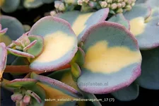 Sedum sieboldii 'Mediovariegatum'