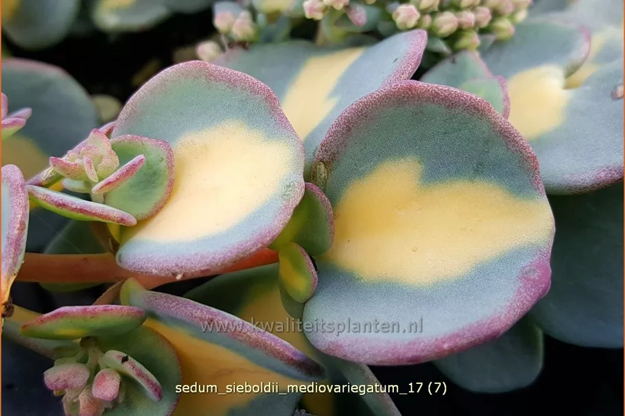 Sedum sieboldii 'Mediovariegatum'