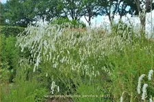 Sanguisorba tenuifolia 'Parviflora'