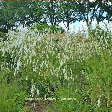 Sanguisorba tenuifolia 'Parviflora'