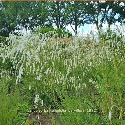 Sanguisorba tenuifolia 'Parviflora'