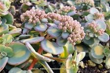 Sedum sieboldii 'Mediovariegatum'
