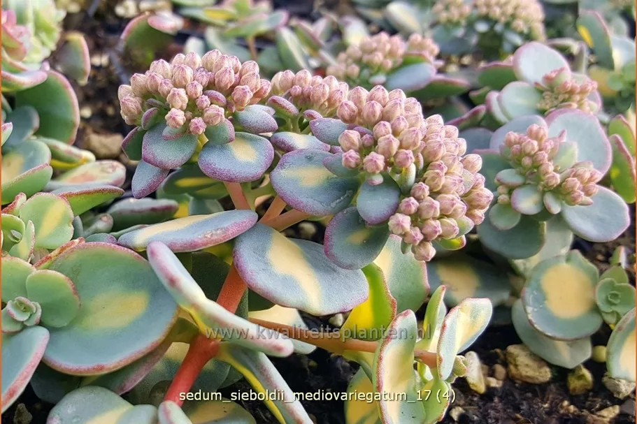 Sedum sieboldii 'Mediovariegatum'