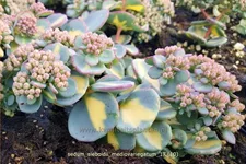 Sedum sieboldii 'Mediovariegatum'