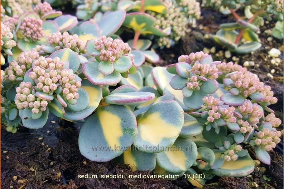 Sedum sieboldii 'Mediovariegatum'