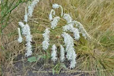 Sanguisorba tenuifolia 'Parviflora'