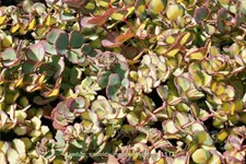 Sedum sieboldii 'Mediovariegatum'