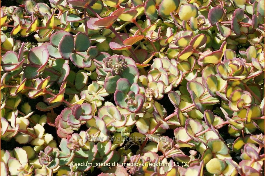Sedum sieboldii 'Mediovariegatum'