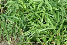 Sanguisorba tenuifolia 'Parviflora'
