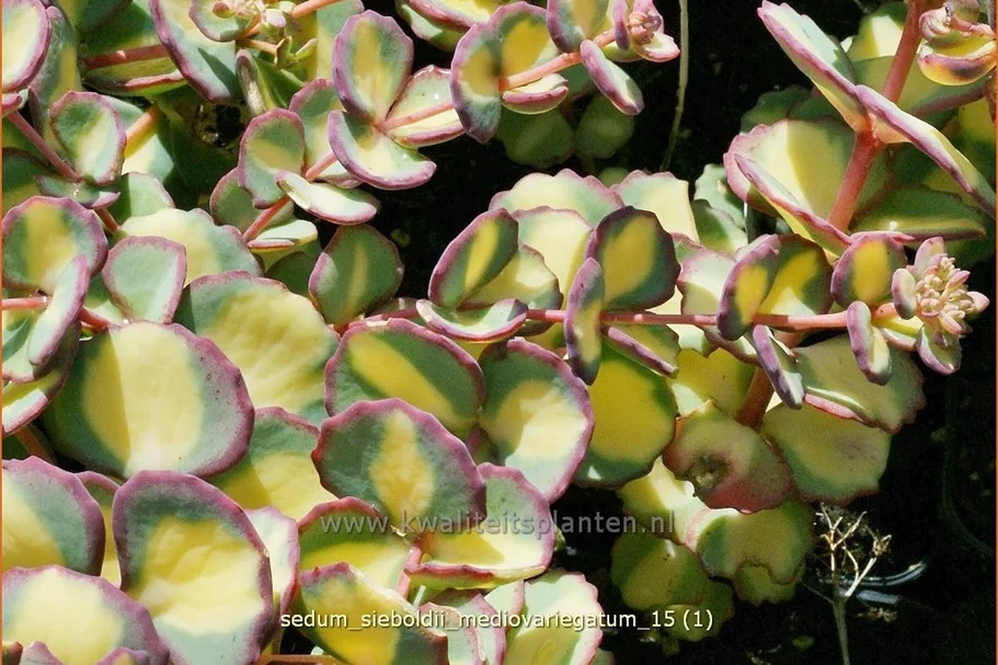 Sedum sieboldii 'Mediovariegatum'