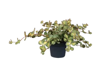 Sedum sieboldii 'Mediovariegatum'