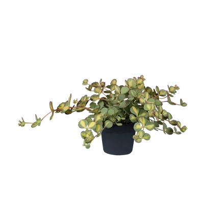 Sedum sieboldii 'Mediovariegatum'