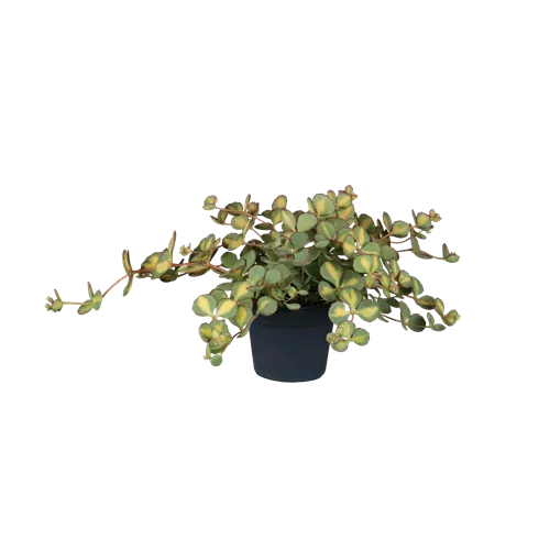 Sedum sieboldii 'Mediovariegatum'