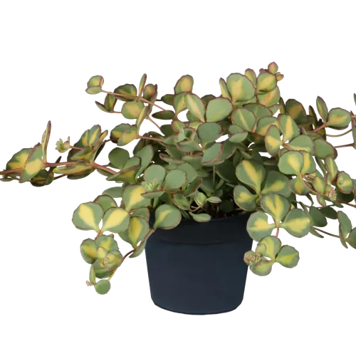 Sedum sieboldii 'Mediovariegatum'