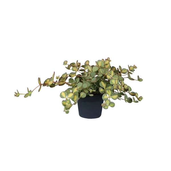 Sedum sieboldii 'Mediovariegatum'