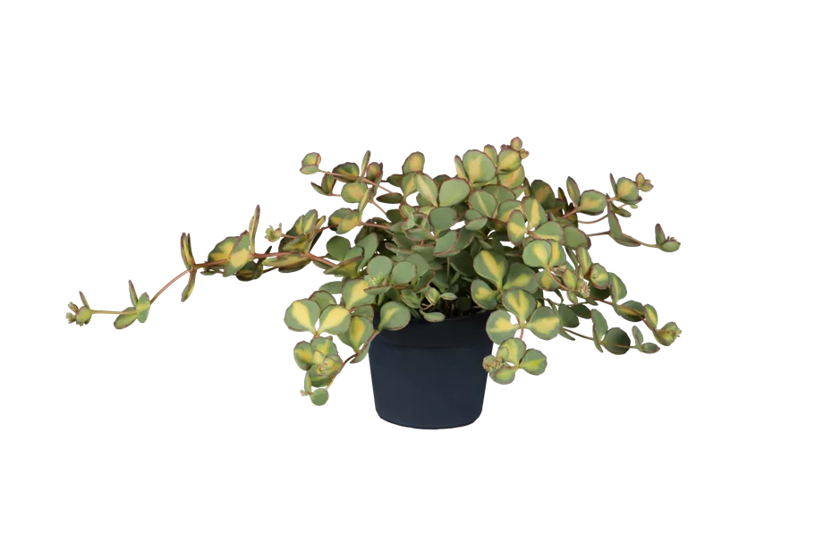 Sedum sieboldii 'Mediovariegatum'