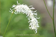 Sanguisorba tenuifolia 'Parviflora'