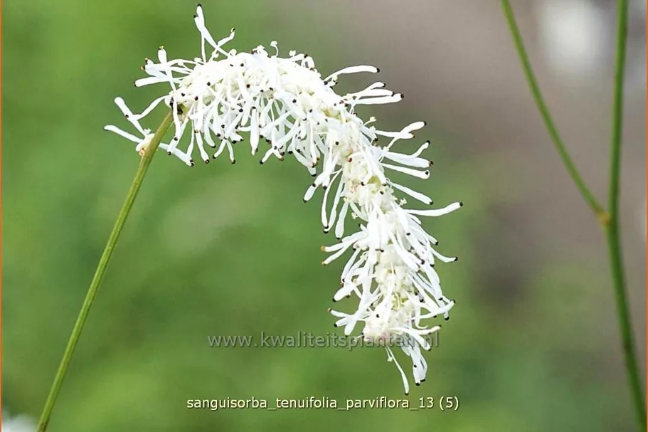 Sanguisorba tenuifolia 'Parviflora'