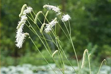 Sanguisorba tenuifolia 'Parviflora'