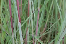 Schizachyrium scoparium 'JS Red Frost' Staude im 9x9 cm Vierecktopf