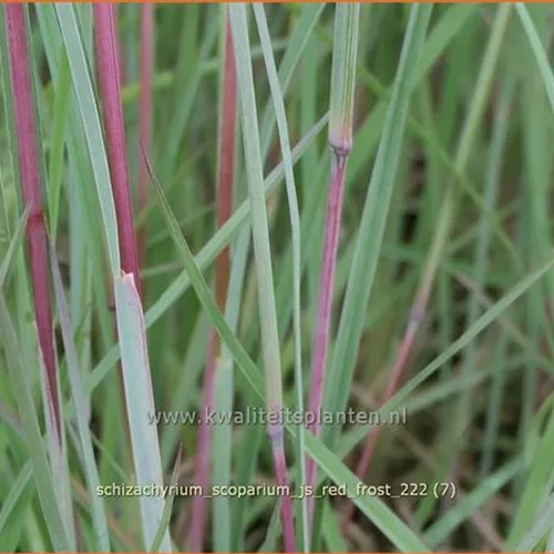 Schizachyrium scoparium 'JS Red Frost'