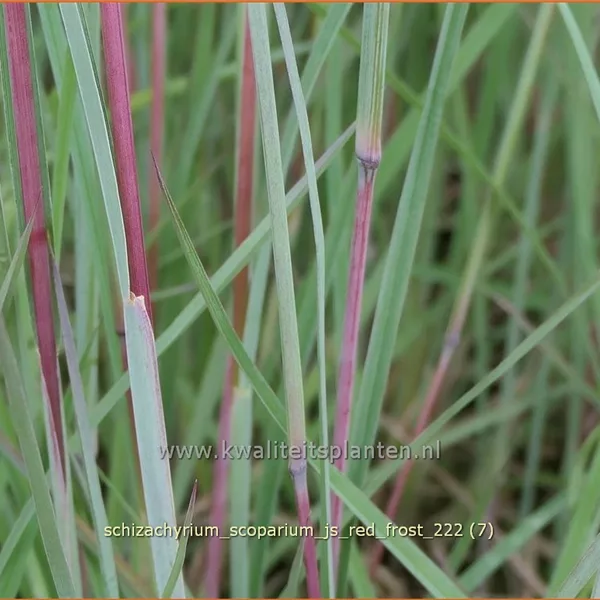 Schizachyrium scoparium 'JS Red Frost'