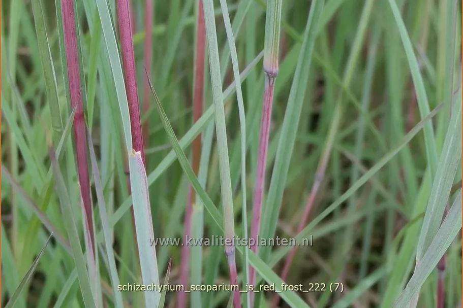Schizachyrium scoparium 'JS Red Frost' Staude im 9x9 cm Vierecktopf