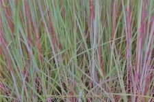 Schizachyrium scoparium 'JS Red Frost' Staude im 9x9 cm Vierecktopf