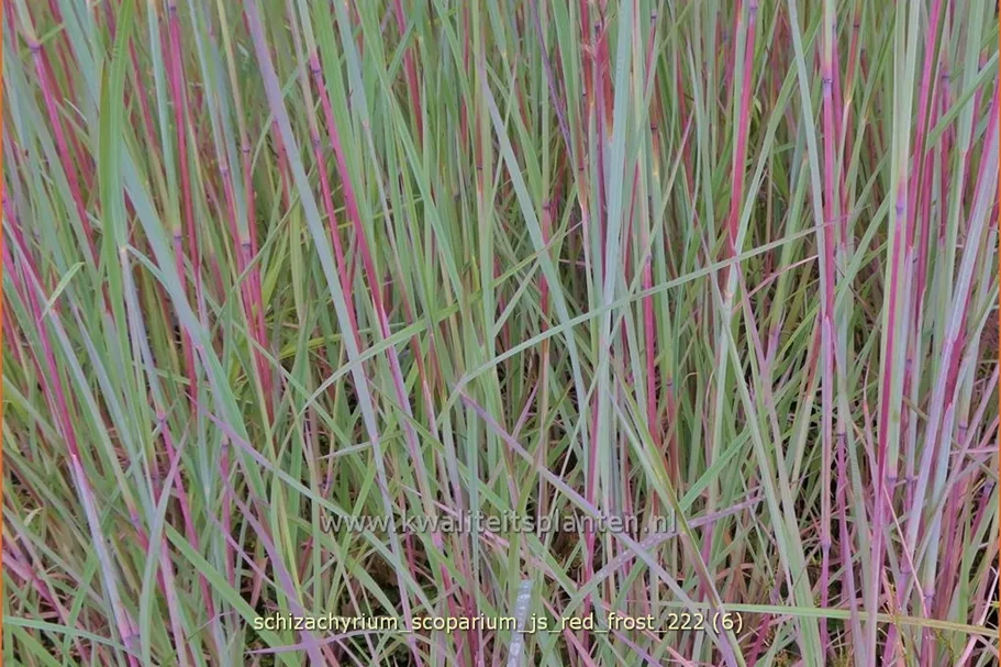 Schizachyrium scoparium 'JS Red Frost' Staude im 9x9 cm Vierecktopf