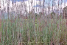 Schizachyrium scoparium 'JS Red Frost' Staude im 9x9 cm Vierecktopf